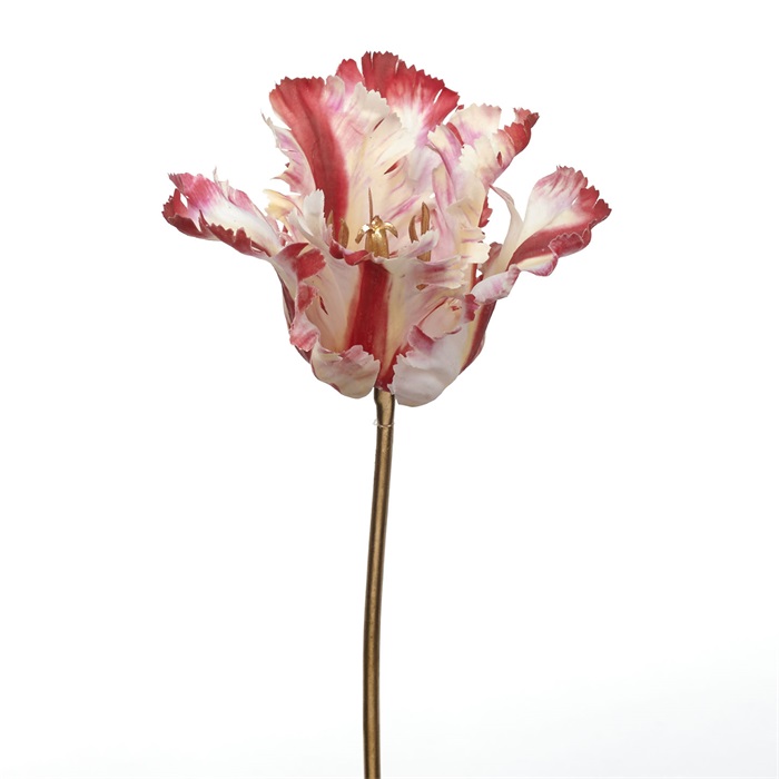 Parrot tulip stem