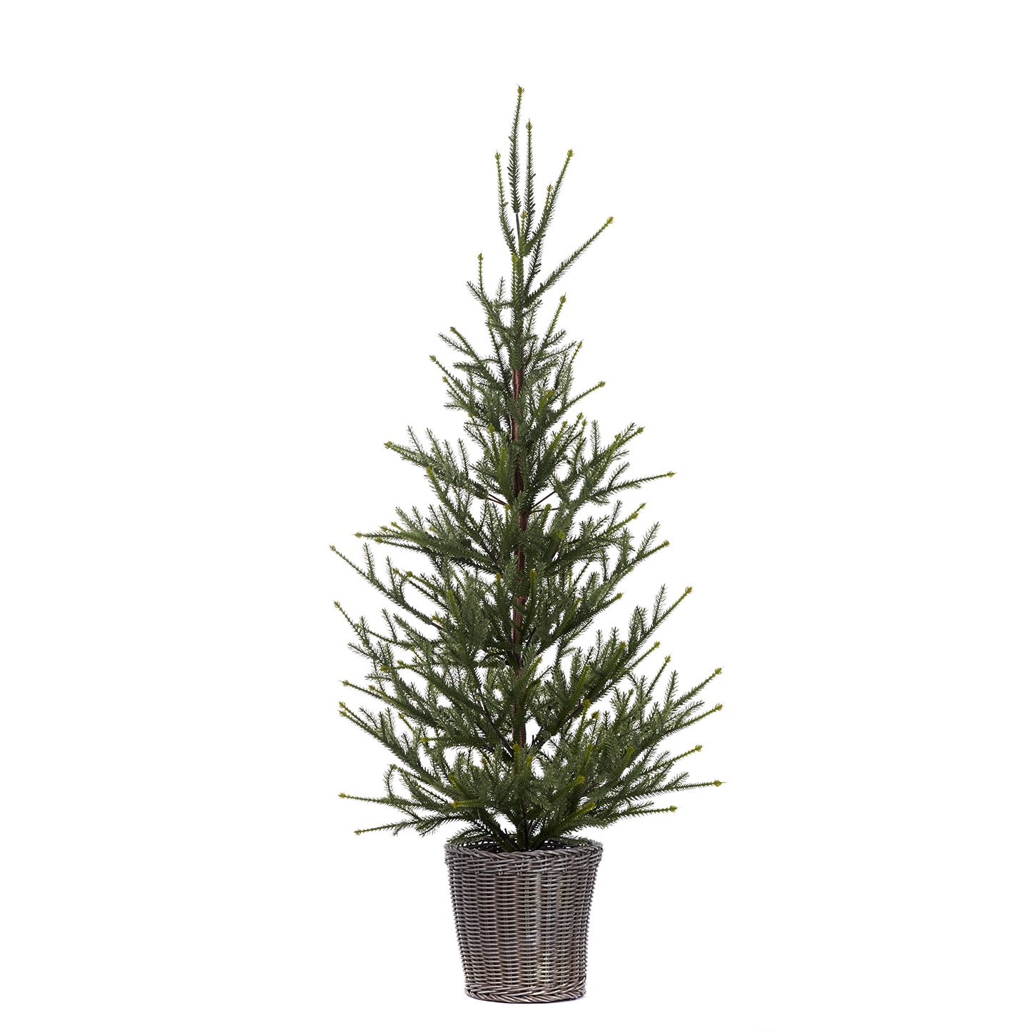 Pine tree in pot  TT